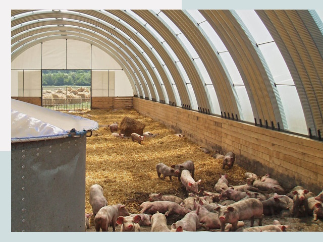 Строительство свинарников в Котласе